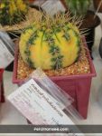  Variegated plant